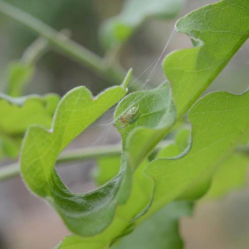 Araniella sp.